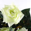 90cm Faux Flowering Plant in Pot Liner