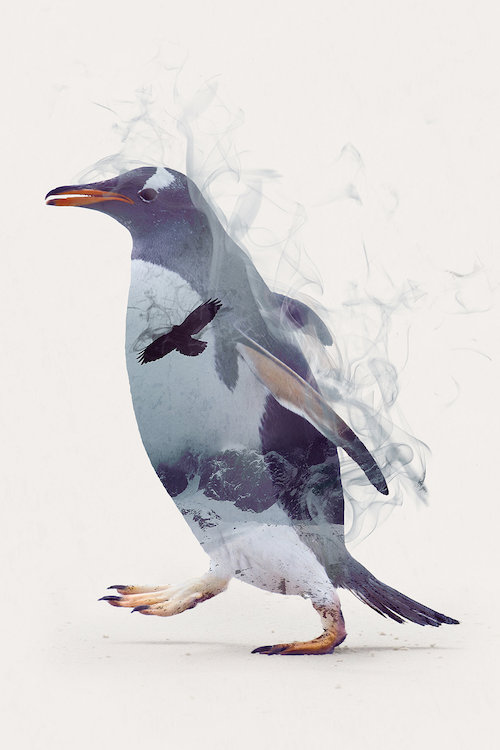 Pingouin rêves, impression sur toile tendue, H 12 po x l 8 po x P 0,75 po