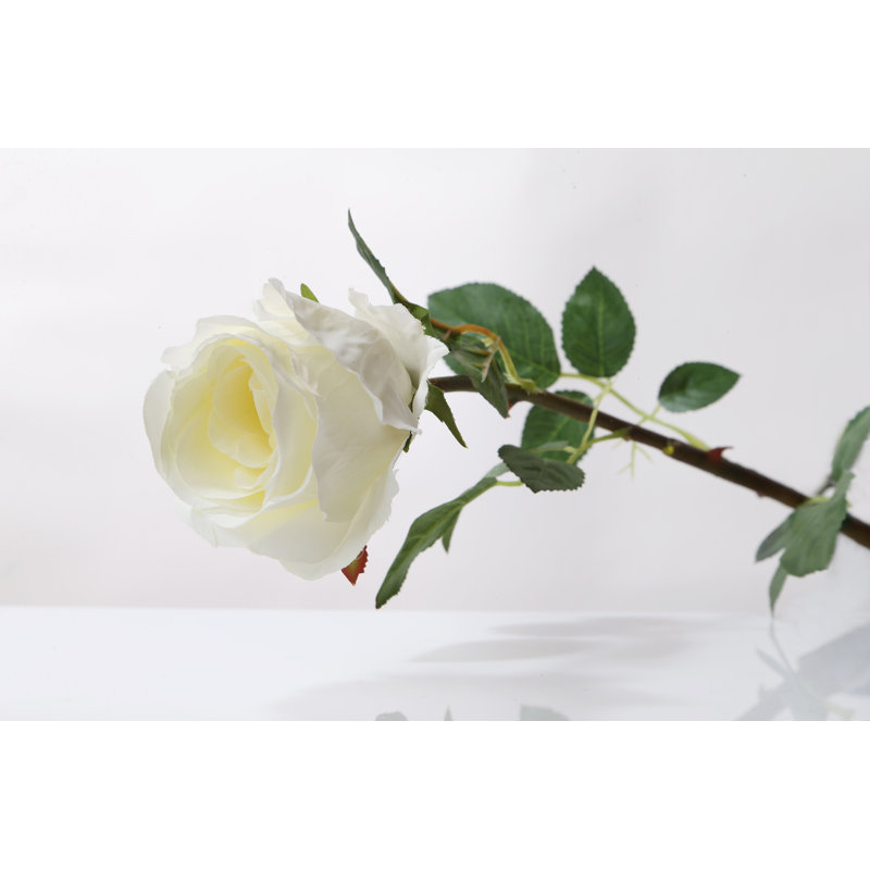 Large bud Rose, Ivory