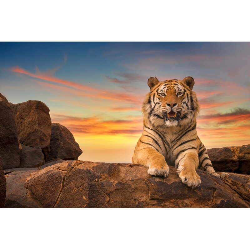 Beautiful Bengal Tiger - Wrapped Canvas Print, 51cm H x 76cm W x 3.8cm D