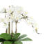 Arrangement floral orchidée en pot