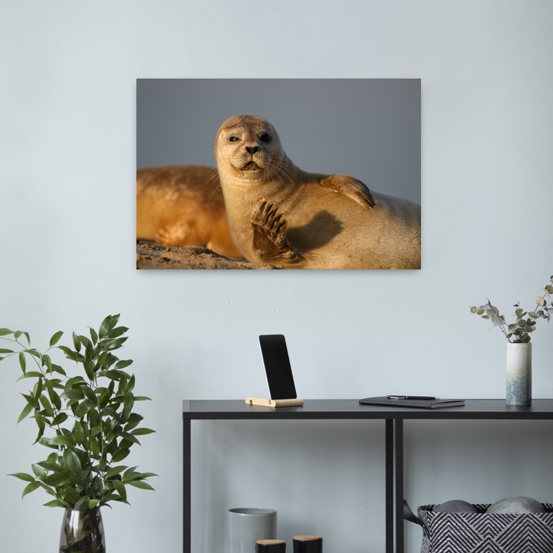 Curieux phoque ondulant, art mural plage sereine, H 16 po x l 24 po