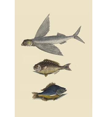 Buyenlarge Flying Fish Rudder Fish Perch by Mark Catesby Print