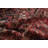 Vegetable Dye Traditional Area Rug 8x10