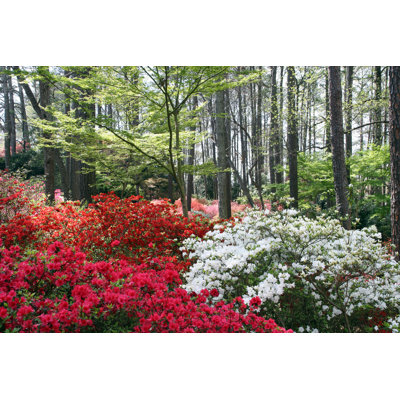 Multicoloured Azaleas - Wrapped Canvas Print