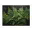 Emerald Green Ferns Forest I - Plantes, art sur bois de pin naturel-101401053