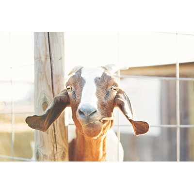 Grumpy Goat In Barnyard by Ktmoffitt - Wrapped Canvas Print