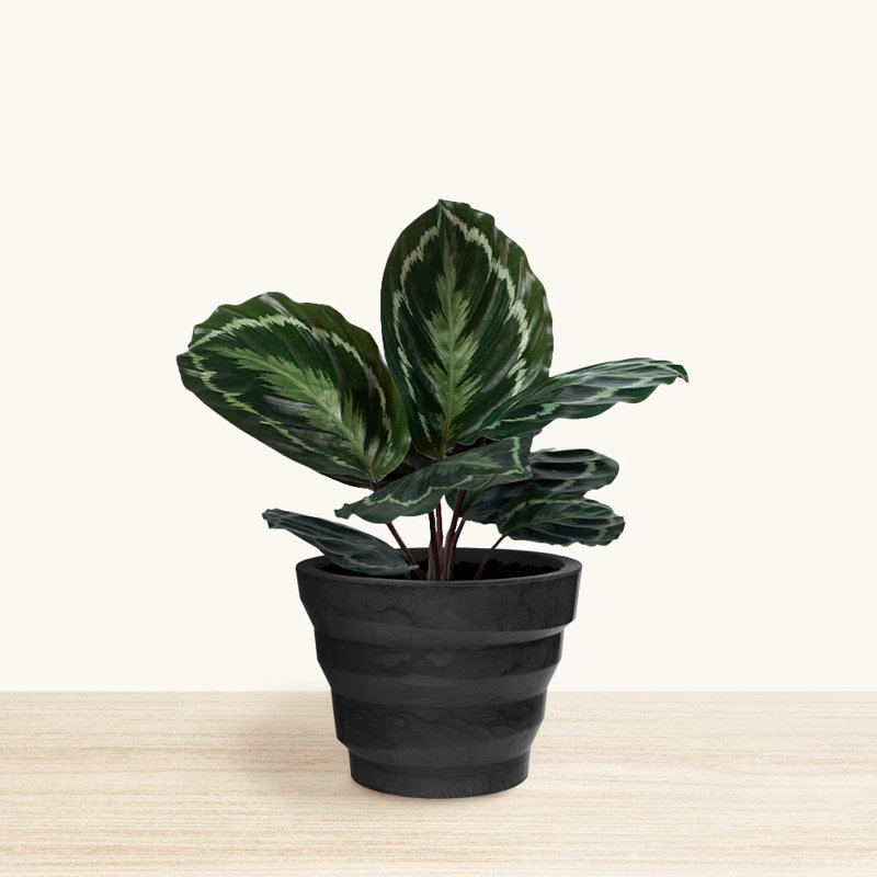 Pot à fleurs rond Kaofen ECOBO EcoFriendly, H 13,4 po x l 17,7 po x P 17,7 po, Gris foncé