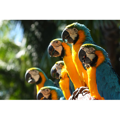 A Group Of Blue And Gold Macaws by Tomodaji - Wrapped Canvas Print