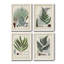 Collection Ferns I - ensemble de 4 reproductions d'art sur toile encadrées-992879645-992879646