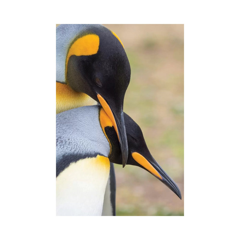 Courtship Display. King Penguin on Falkland Islands. 1 Piece Wrapped Canvas Wall Art, 20.32 cm H x 30.48 cm W