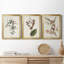 Pl. «160 Carolina Titmouse», ensemble de 3 impressions sur toile encadrées-1895717711-1895717710