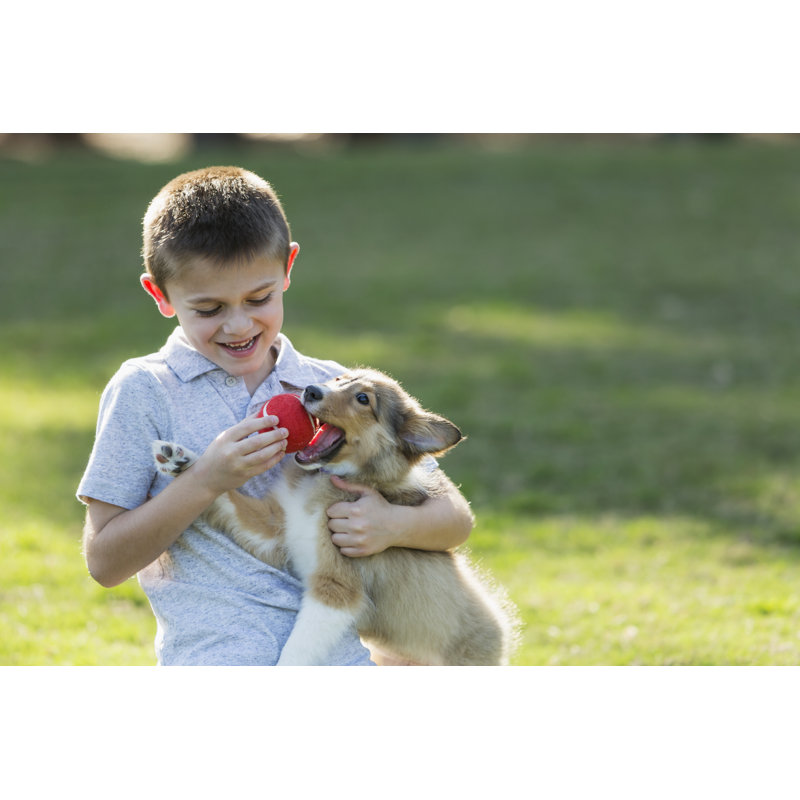 Boy Playing With Puppy by Kali9 - Print, 20cm H x 30cm W