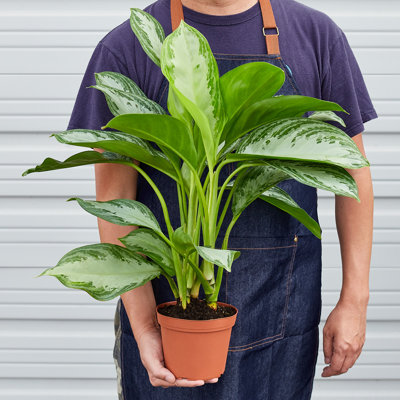 House Plant Shop Live Foliage Plant Low Maintenance Plant Rattan