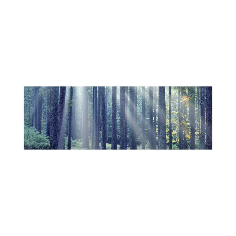 Sunlight Passing Through Trees in the Forest, South Bohemia, Czech Republic 1 Piece Wrapped Canvas Panoramic Wall Art