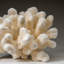Genuine White Cat's Paw Coral (8.5 Lbs)