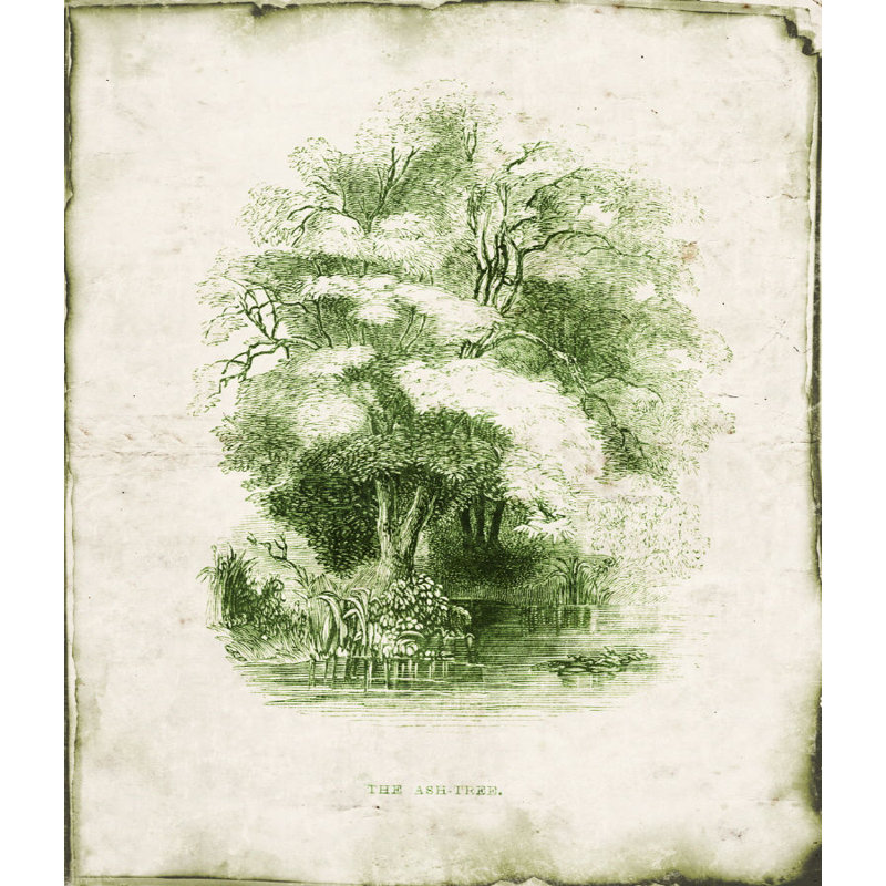 Evergreen V Print by Zoey Riley, 29" H x 24" W x 1.5" D, Glass Coat