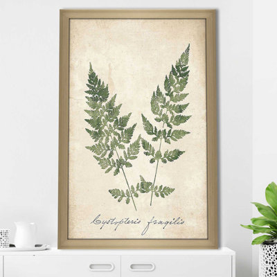 " Vintage Ferns VII No Border " by Wild Apple Portfolio