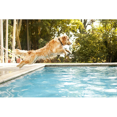 Dog Jumping Into Pool by Orbon Alija
