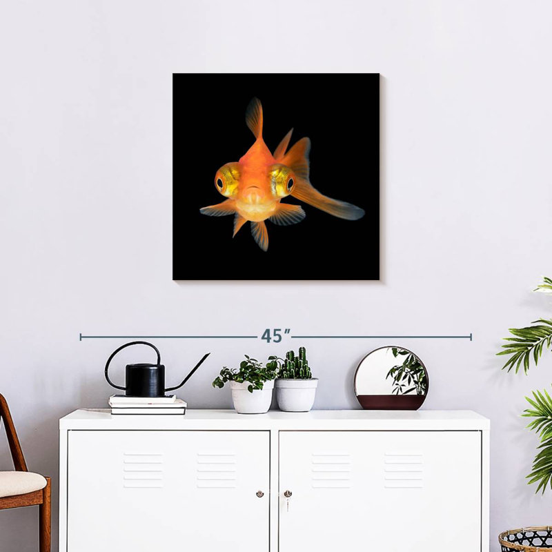 Crowle Telescope Eye Goldfish
