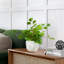Faux Eucalyptus Plant in Ceramic Planter-1944737348