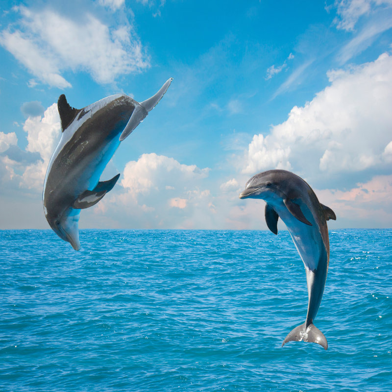 Deux dauphins sautants par Neirfy - Photographie sur toile tendue, H 12 po x l 12 po
