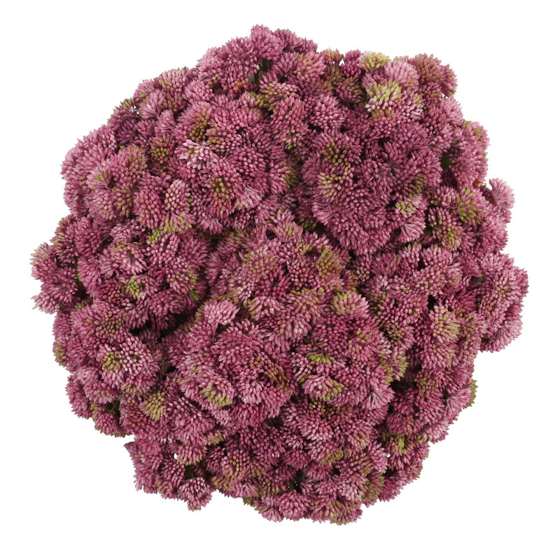 Sedum Arranged in a Stone Planter, Pink, 7" H x 11" W x 11" D