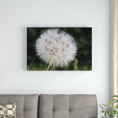 " Dandelion Seed Head "