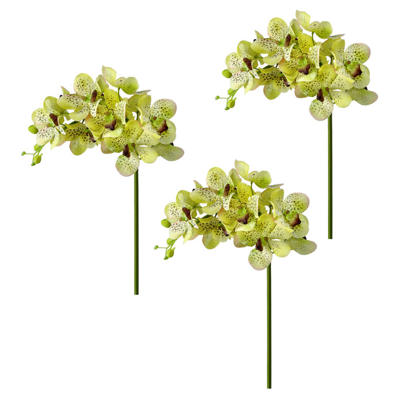Vaporisateur d'orchidée Just Cut Vanda 27 po , Vert