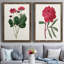 Toile encadrée rosée Blooms II-59823594-59823605-59986633