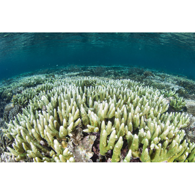 Corals Beginning To Bleach by Velvetfish - Wrapped Canvas Print, 81cm H x 122cm W