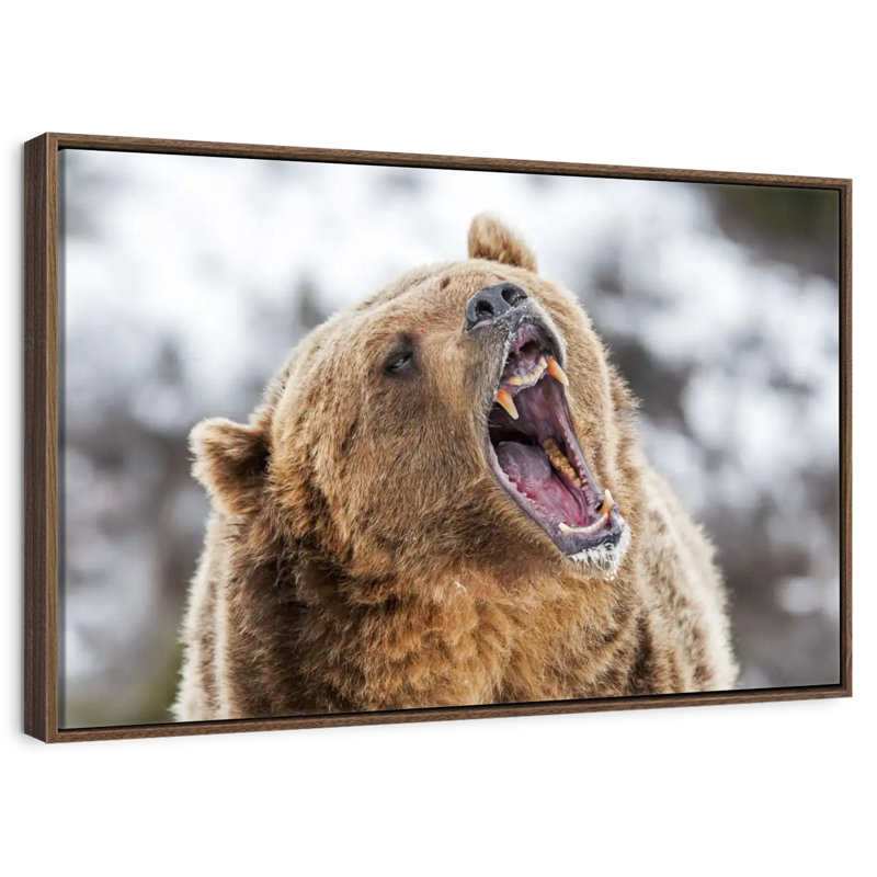 Grizzly rugissant, Cadre flottant en noyer, 40 po x 27 po