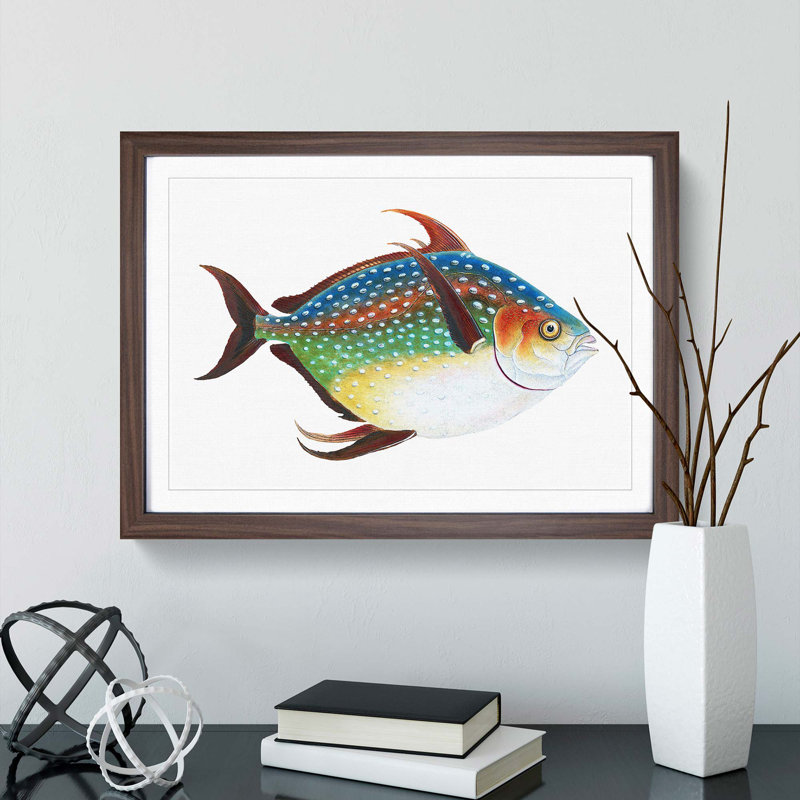 Opah Fish by Edward Donovan - Picture Frame Painting Print, 36cm H x 48cm W x 2cm D, Walnut Framed