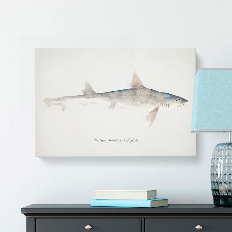 Illustration of a Dogfish by F.E. Clarke - Wrapped Canvas, 50cm H x 76cm W x 3cm D