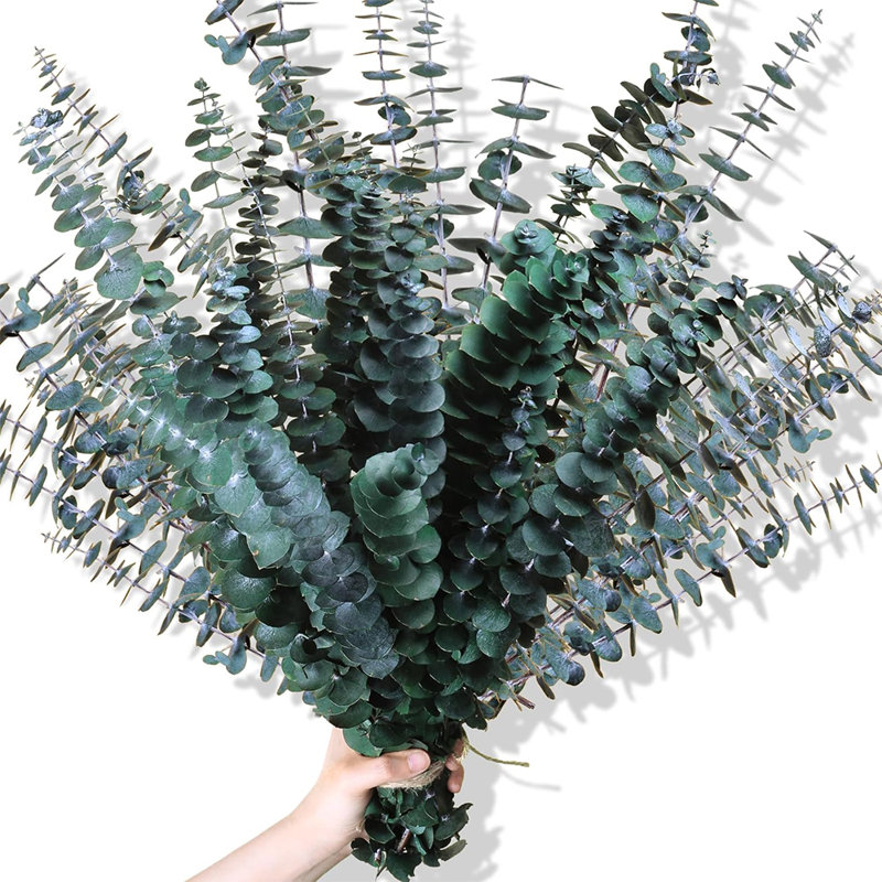 20 pièces de tiges d'eucalyptus séchées, de branches d'eucalyptus fraîches naturelles de 17 po suspendues pour la douche, de plantes vivantes préservées et de verdure pour la maison