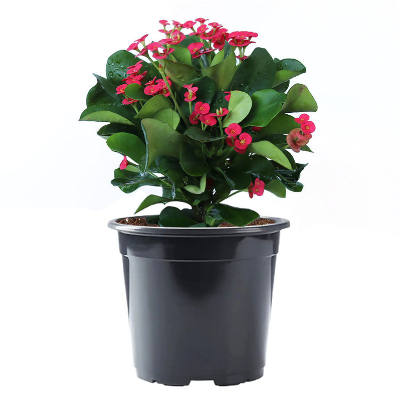Pink Crown of Thorns Indoor Flowering Shrub in Black Pot