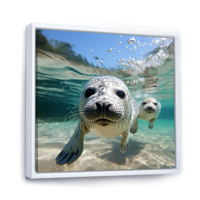 «Marine Whispers», lions de mer en jeu III -  / otarie