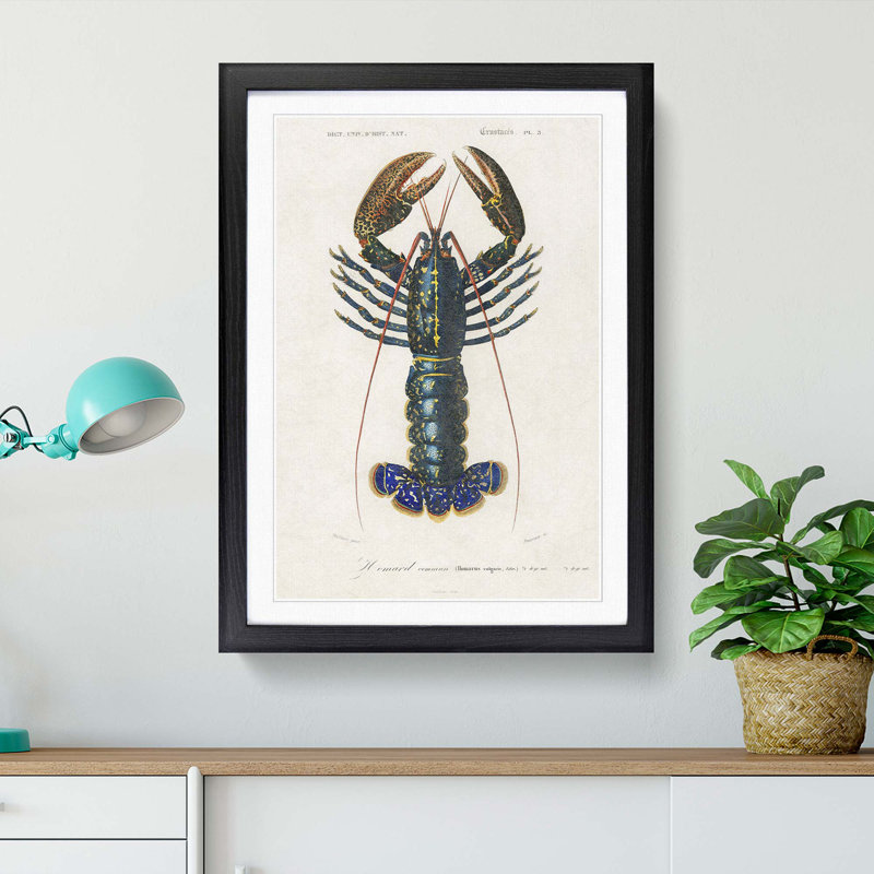 Crimson Crawfish by Charles D Orbigny - Framed Print, Black Framed, 65cm H x 48cm W x 2cm D