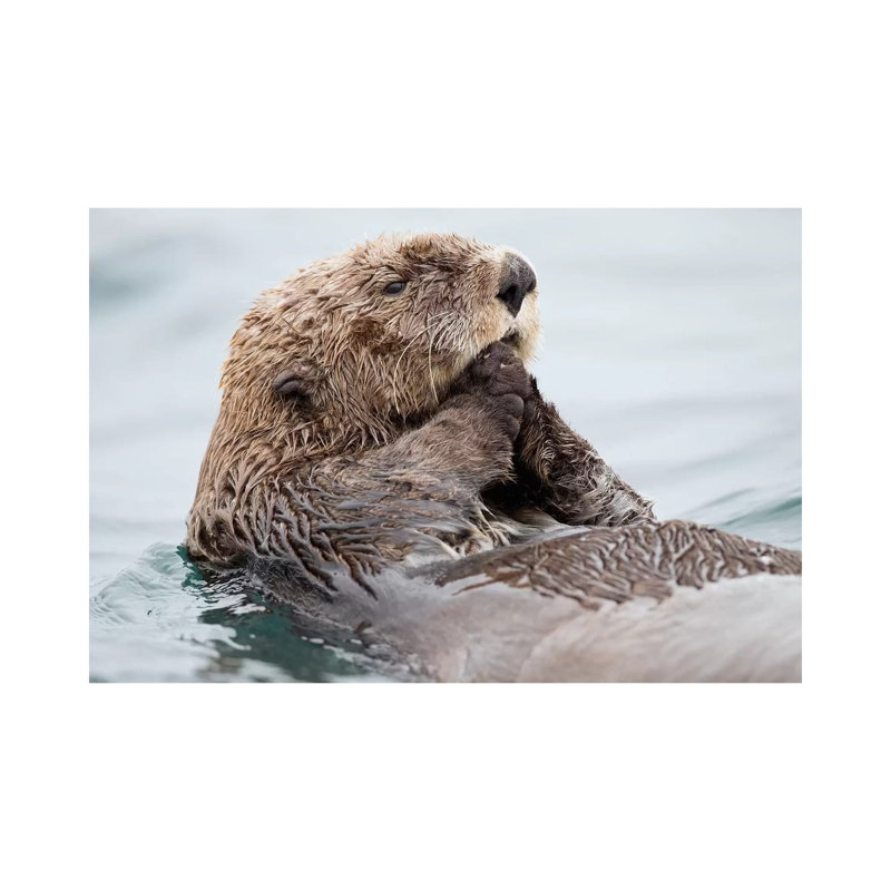 Sea Otter Juvenile, Katmai, Alaska II by Jaymi Heimbuch - Wrapped Canvas Print, 20.32cm H x 30.48cm W x 1.905cm D