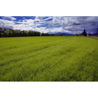 Spring Ryegrass by Flutter_97321