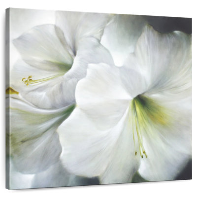 White Amaryllis II