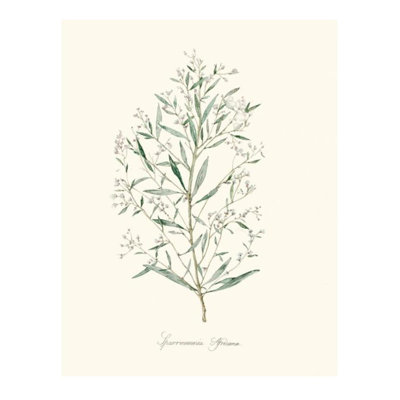 Herb Garden III Print by Sara Brown