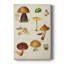 Mushroom Species II - galerie sur mesure-117747036