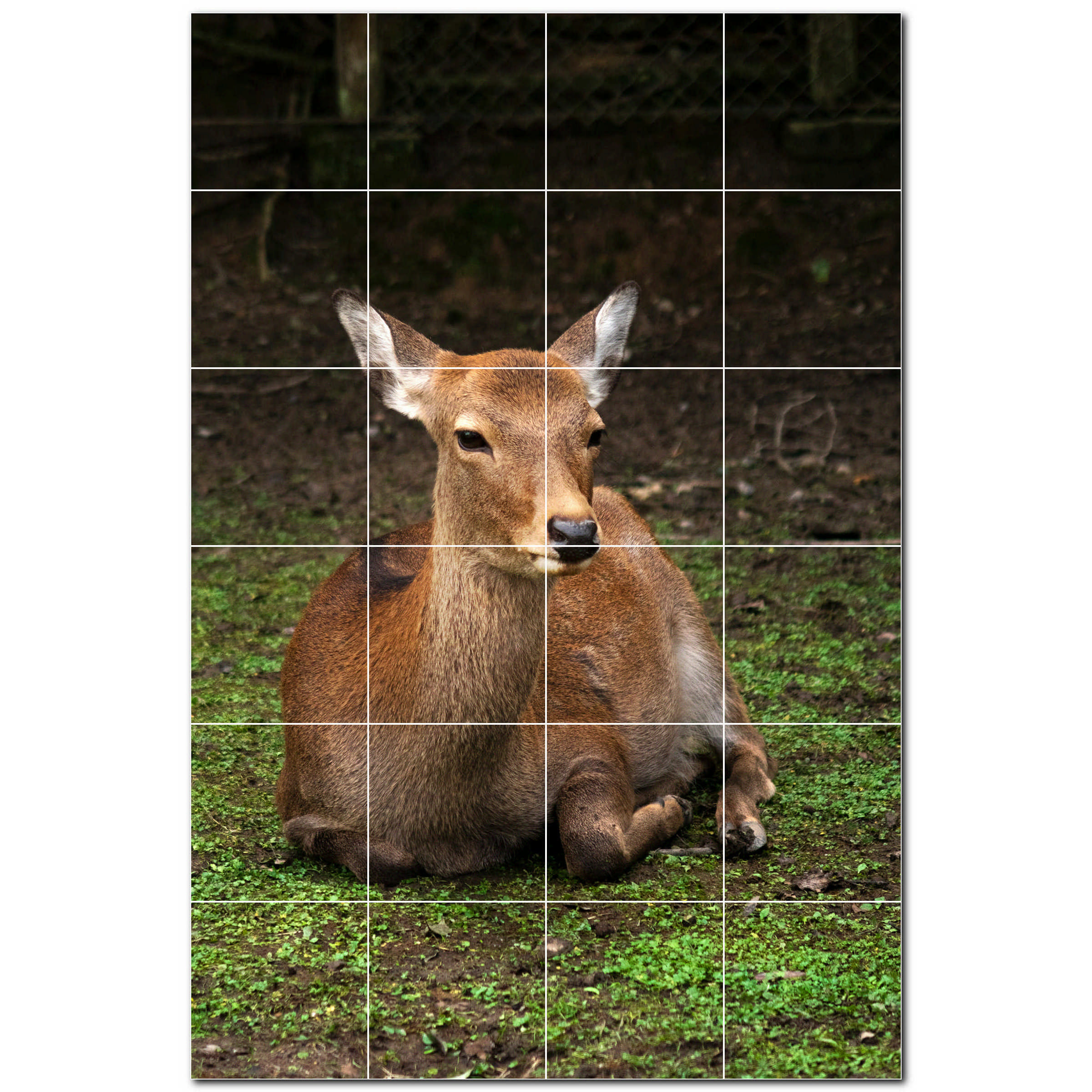 4 X 3 X 6