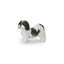 Shih Tzu debout