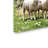 Armand 'Sheepdog with Sheep' Print on Canvas-21646856