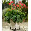 Apollonia Weather Resistant Planter Feet