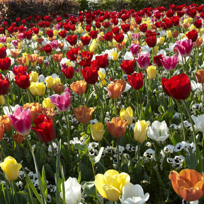 Van Zyverden Tulips All Types and Colors Clearance Mixture Quantity Landscape Pack Saver Set of 1200 Bulbs