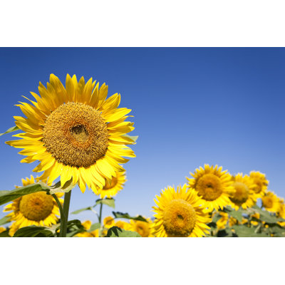 Sunflowers by Ooyoo - Wrapped Canvas Print