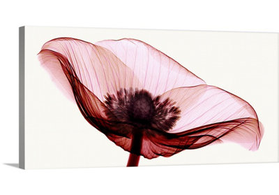 « i » robert poulailler, reproduction de photo Anemone